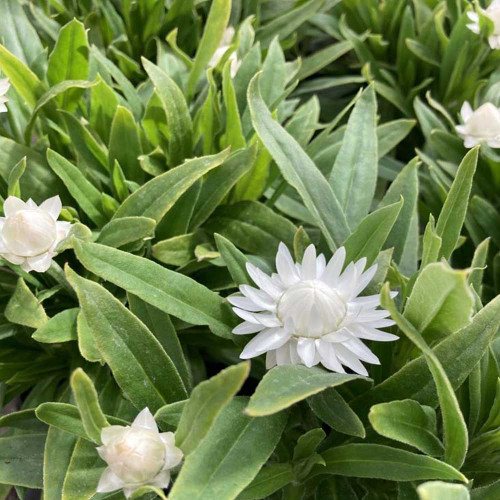 Bracteantha Dreamtime Jumbo Blanche