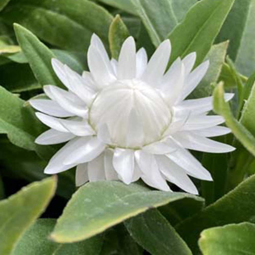 Bracteantha Dreamtime Jumbo Blanche