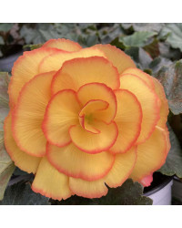 Begonia Tubereux Chameleon Red Yellow