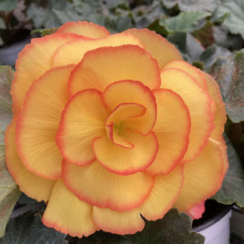 Begonia Tubereux Chameleon Red Yellow