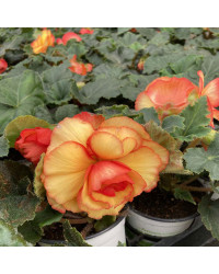 Begonia Tubereux Chameleon Red Yellow