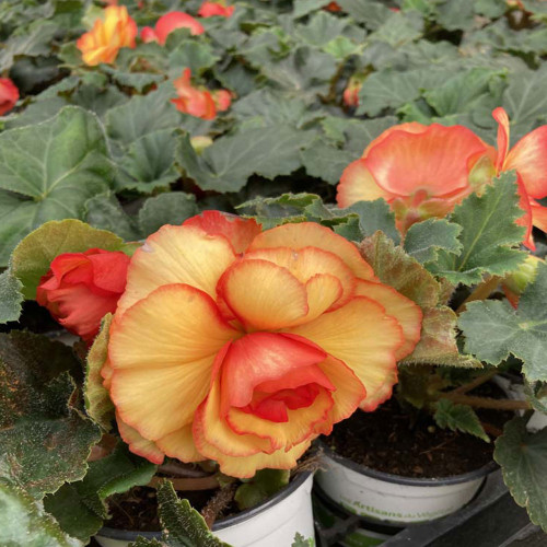 Begonia Tubereux Chameleon Red Yellow