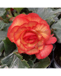 Begonia Tubereux Chameleon Red Yellow