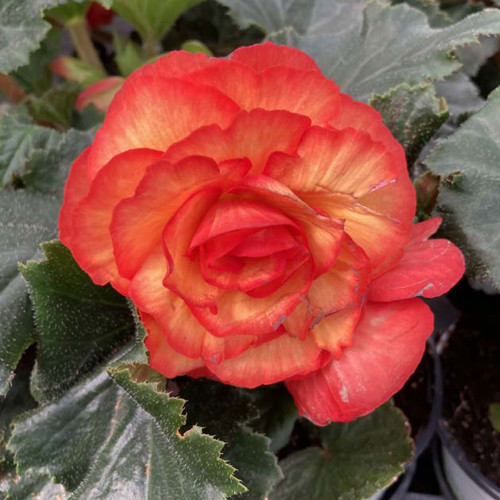 Begonia Tubereux Chameleon Red Yellow