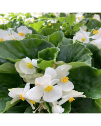 Begonia Big White