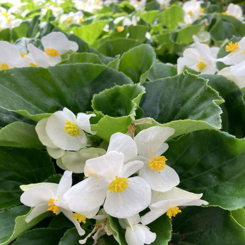 Begonia Big White