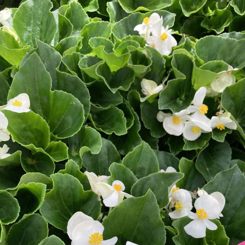 Begonia Big White