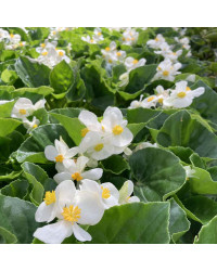 Begonia Big White