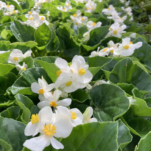 Begonia Big White