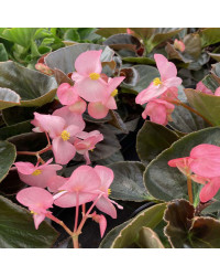Begonia Big Rose clair Megawatt pink bronze leaf