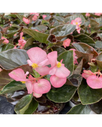 Begonia Big Rose clair Megawatt pink bronze leaf