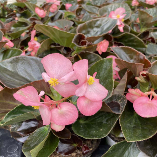 Begonia Big Rose clair Megawatt pink bronze leaf