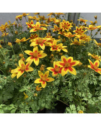 Bidens Taka Tuka M Yellow Red Star