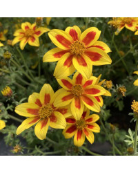 Bidens Taka Tuka M Yellow Red Star