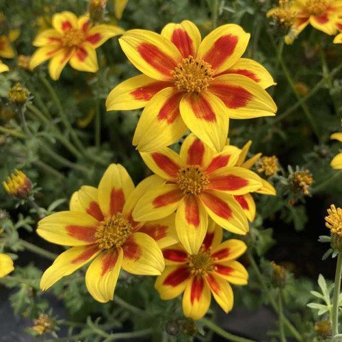 Bidens Taka Tuka M Yellow Red Star