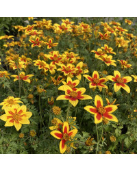 Bidens Taka Tuka M Yellow Red Star