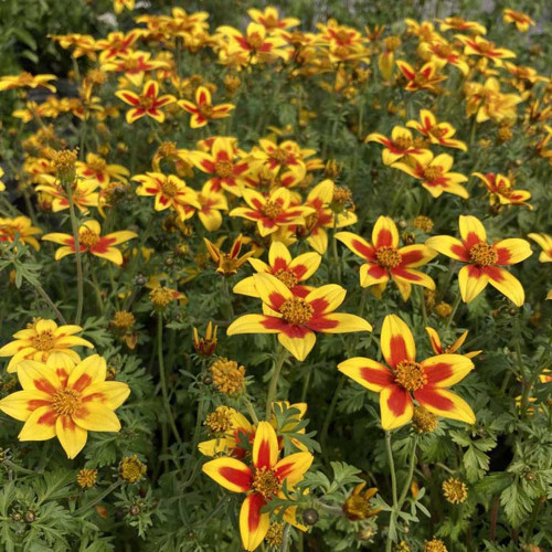 Bidens Taka Tuka M Yellow Red Star