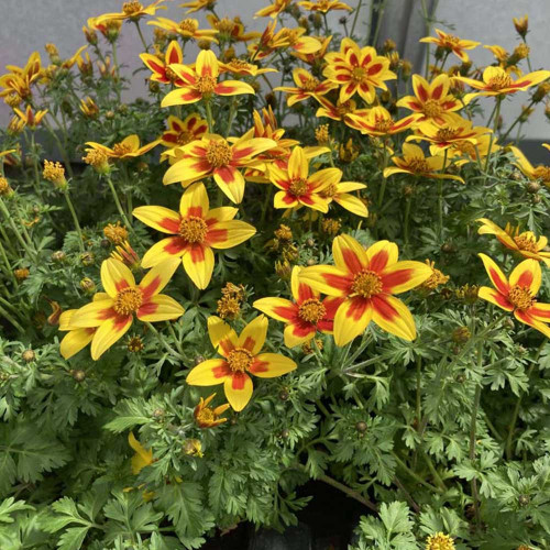 Bidens Taka Tuka M Yellow Red Star