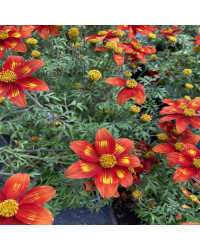 Bidens Taka Tuka M Red Yellow Center
