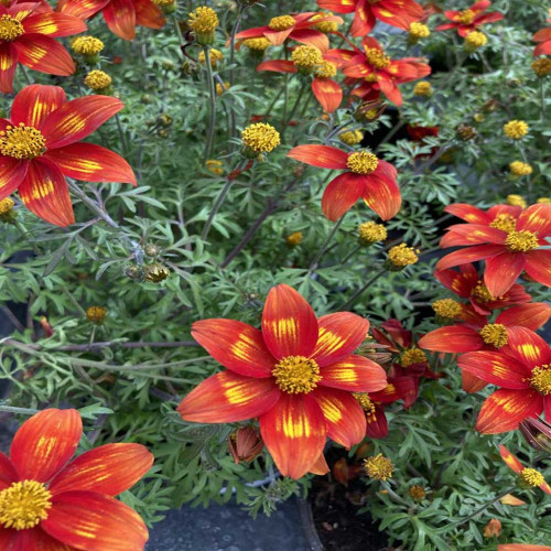 Bidens Taka Tuka M Red Yellow Center