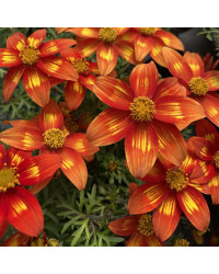 Bidens Taka Tuka M Red Yellow Center