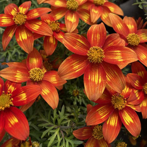 Bidens Taka Tuka M Red Yellow Center