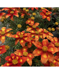 Bidens Taka Tuka M Red Yellow Center