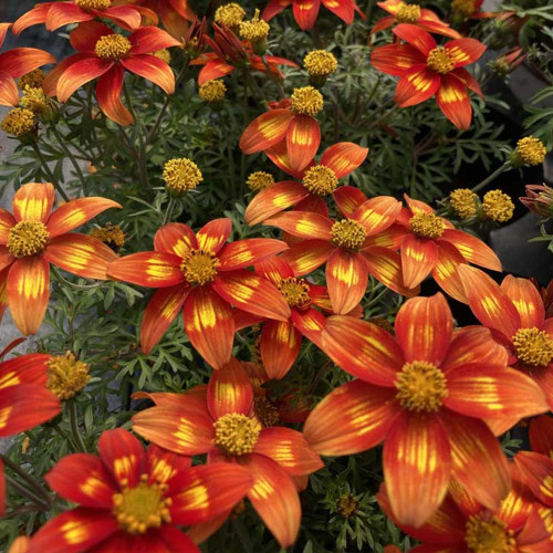 Bidens Taka Tuka M Red Yellow Center