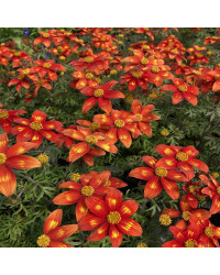 Bidens Taka Tuka M Red Yellow Center
