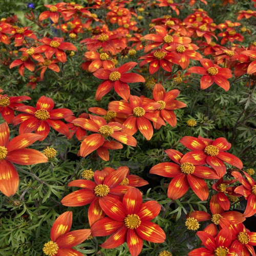 Bidens Taka Tuka M Red Yellow Center