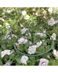 Calibrachoa Uno Double White Pink Vein