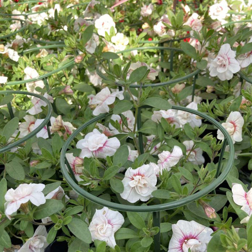 Calibrachoa Uno Double White Pink Vein