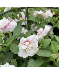 Calibrachoa Uno Double White Pink Vein