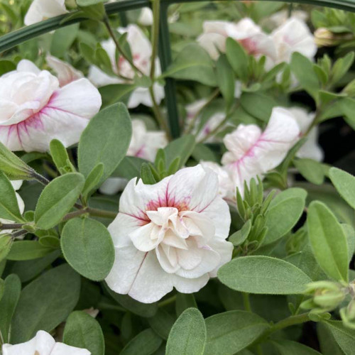 Calibrachoa Uno Double White Pink Vein