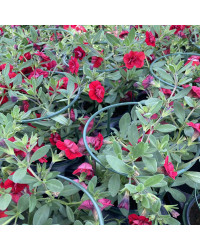 Calibrachoa Neo Double Dark Red