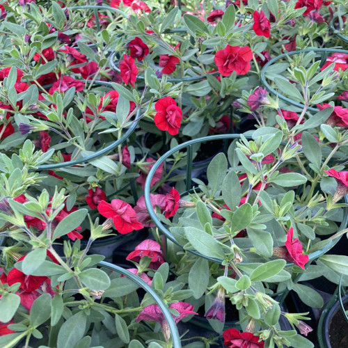 Calibrachoa Neo Double Dark Red