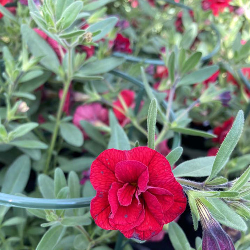 Calibrachoa Neo Double Dark Red