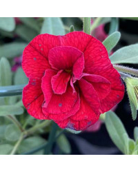 Calibrachoa Neo Double Dark Red