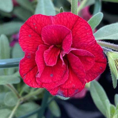 Calibrachoa Neo Double Dark Red