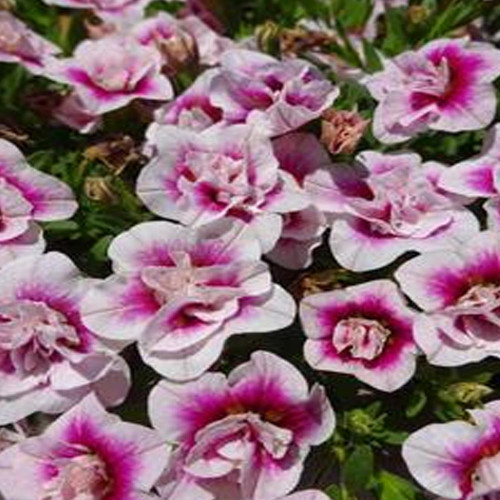 Calibrachoa Uno Double Pinktastic