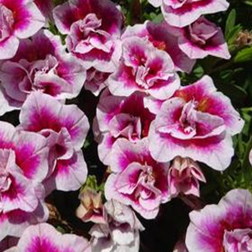 Calibrachoa Uno Double Pinktastic