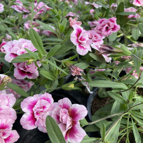 Calibrachoa Uno Double Pinktastic