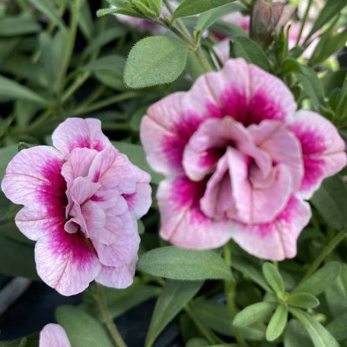 Calibrachoa Uno Double Pinktastic