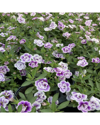 Calibrachoa Uno Double Lavtastic