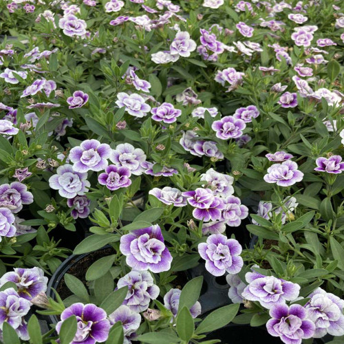 Calibrachoa Uno Double Lavtastic