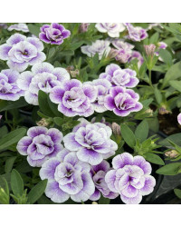 Calibrachoa Uno Double Lavtastic