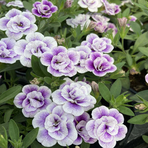 Calibrachoa Uno Double Lavtastic