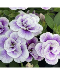 Calibrachoa Uno Double Lavtastic