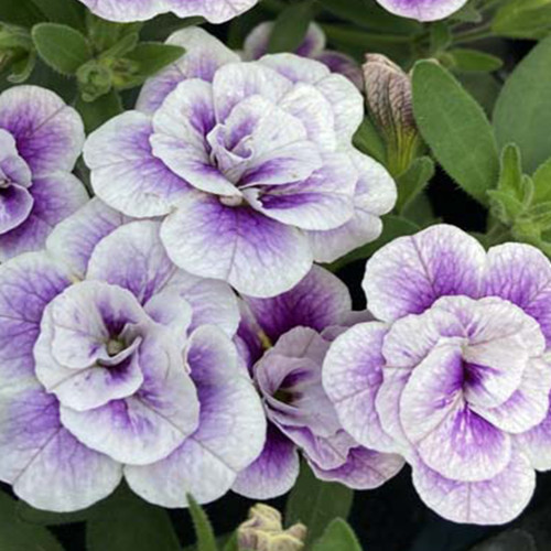 Calibrachoa Uno Double Lavtastic