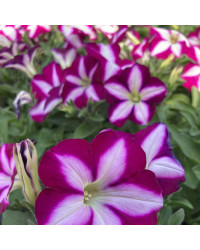 Petunia Surfinia SW Burgundy